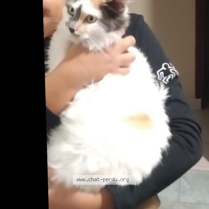 Photo de chat perdu à Drancy