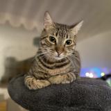 Photo de chat perdu à Romanel Sur Lausanne