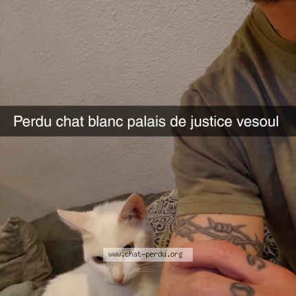 Photo de chat perdu à Vesoul