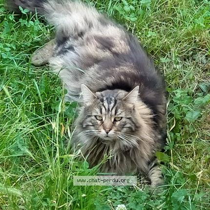 Photo 1/1 Chat retrouvé Perdu à Mesnil Sellieres