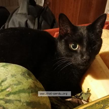 Photo de chat perdu à Varennes Vauzelles