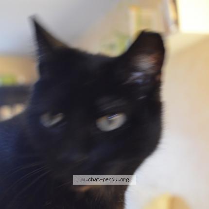 Photo de chat perdu à Roissy En France