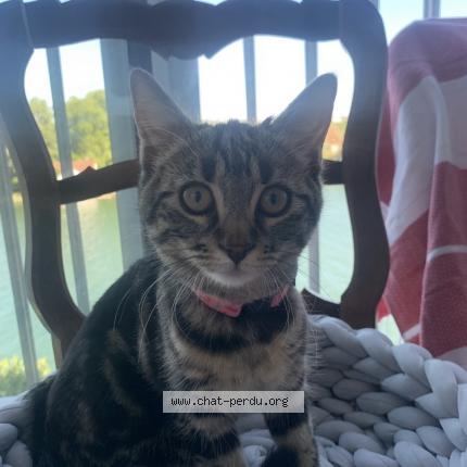 Photo de chat perdu à Juvisy Sur Orge