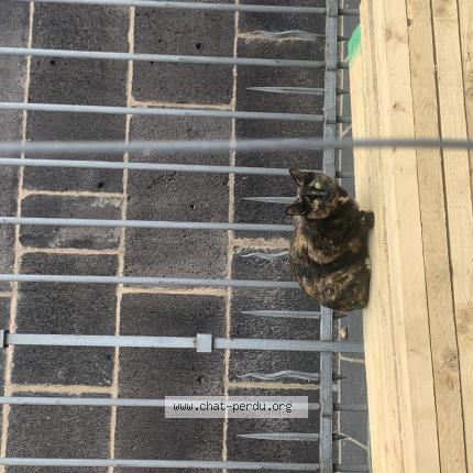 Photo de chat trouvé à Clermont Ferrand