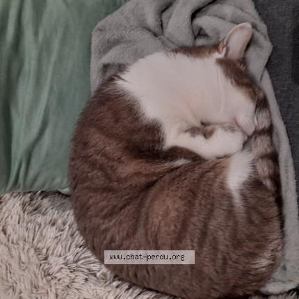 Photo 1/1 Chat retrouvé Perdu à Haute Goulaine