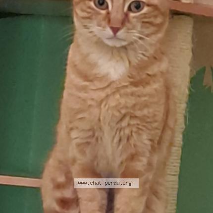 Photo de chat perdu à Saint Etienne