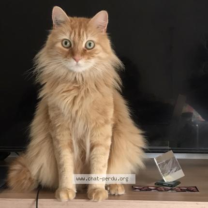 Photo 1/1 Chat retrouvé Perdu à Chelles