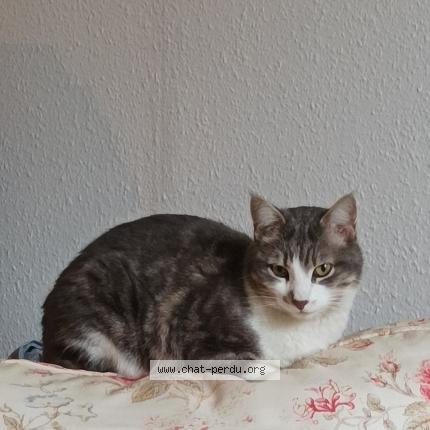 Photo 1/1 Chat retrouvé Perdu à Vaison La Romaine