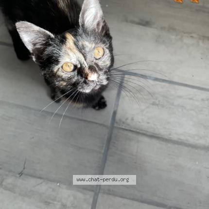 Photo de chat perdu à Mulhouse