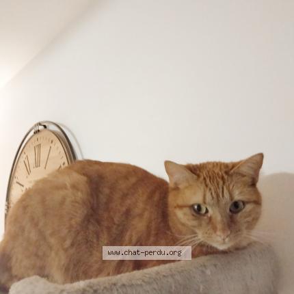 Photo de chat perdu à Chabons