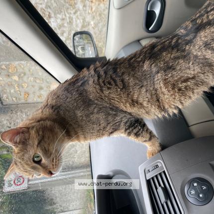 Photo de chat perdu à Soisy Sur Seine
