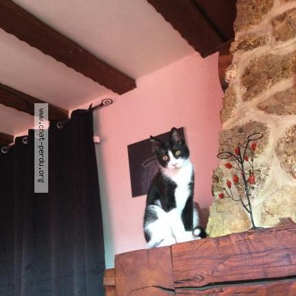 Photo de chat perdu à Saint Jean De Vedas