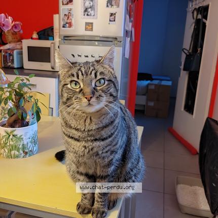 Photo de chat perdu à Blanzy