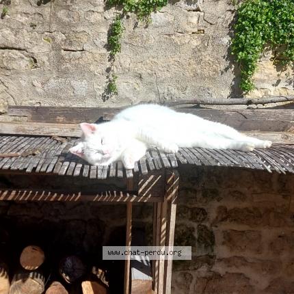 Photo 1/1 Chat retrouvé Perdu à Ternay