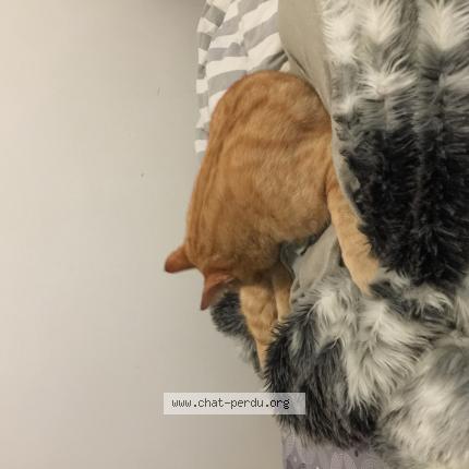 Photo 1/1 Chat retrouvé Trouvé à Saint maur des fosses