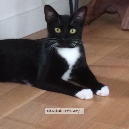 Photo de chat perdu à Fontenay Sous Bois