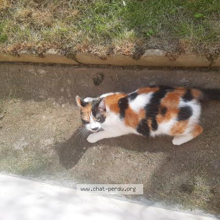 Photo de chat perdu à Loudeac