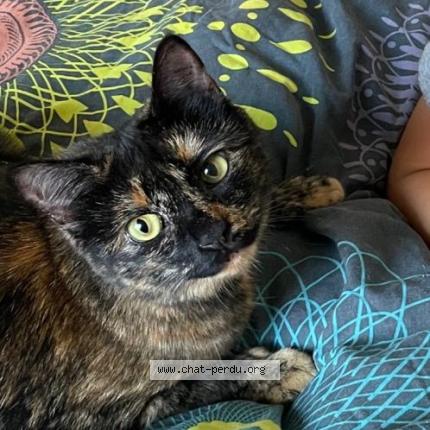 Photo de chat perdu à Amiens