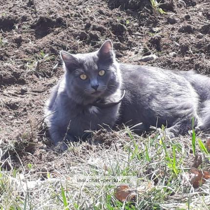 Photo de chat perdu à Theys