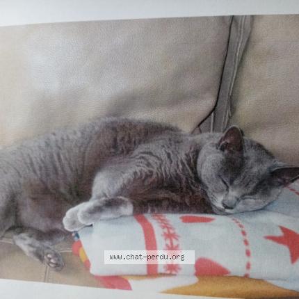 Photo de chat perdu à Gelos
