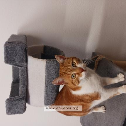 Photo de chat trouvé à Valdoie