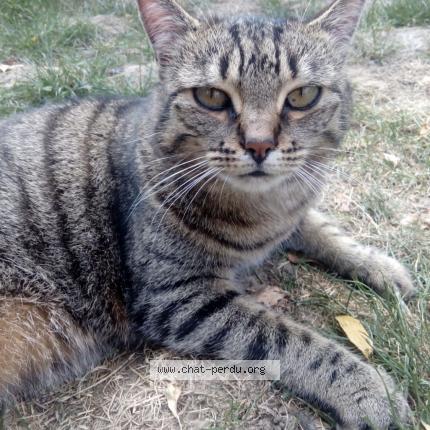 Photo 1/1 Chat retrouvé Perdu à Plaisir