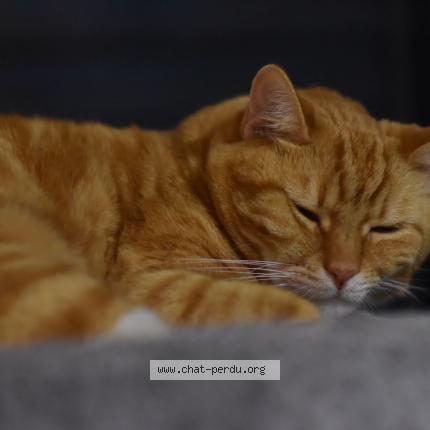 Photo de chat perdu à St Cyprien