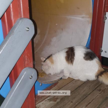 Photo de chat trouvé à Anglet