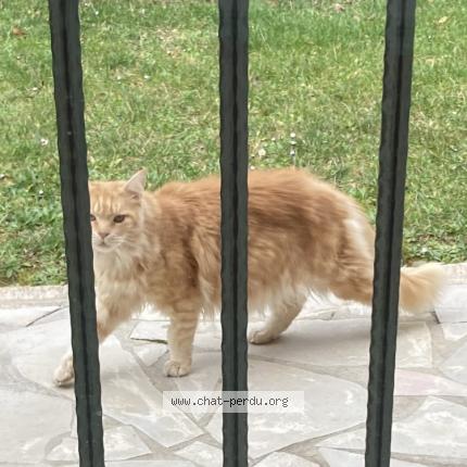 Photo de chat perdu à Antibes