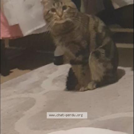 Photo 1/1 Jwirin Chat perdu à Meaux