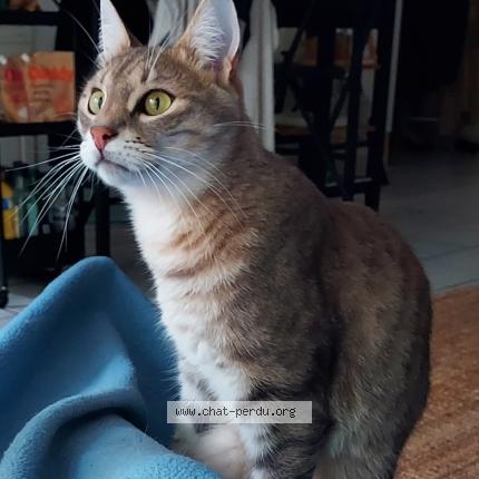 Photo de chat perdu à Lyon