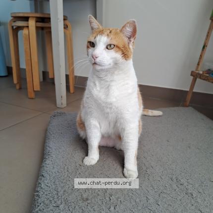 Photo de chat perdu à Molleges