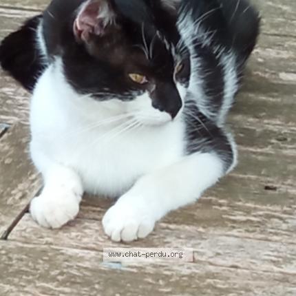 Photo de chat perdu à Benest