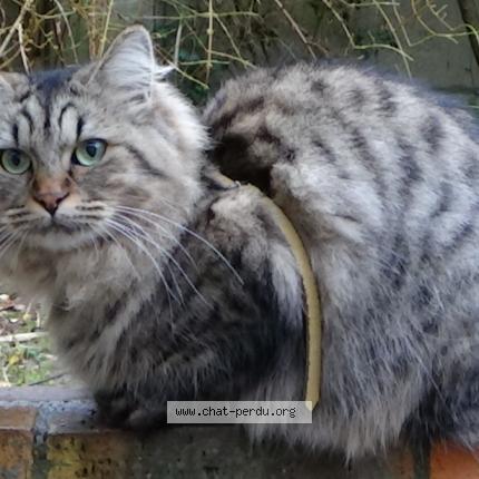 Photo 1/1 Chat retrouvé Perdu à Vernouillet 78540