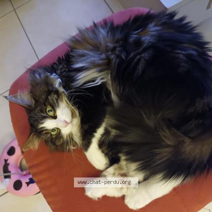 Photo de chat perdu à St Andre De Sangonis