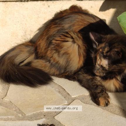 Photo de chat perdu à Saint Maur Des Fosses
