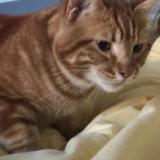 Photo de chat perdu à Montpellier