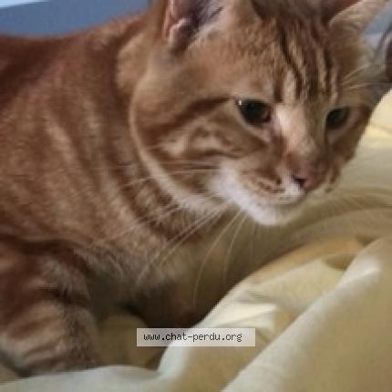 Photo 1/1 Chat retrouvé Perdu à Montpellier