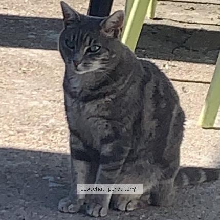 Photo de chat perdu à Folschviller