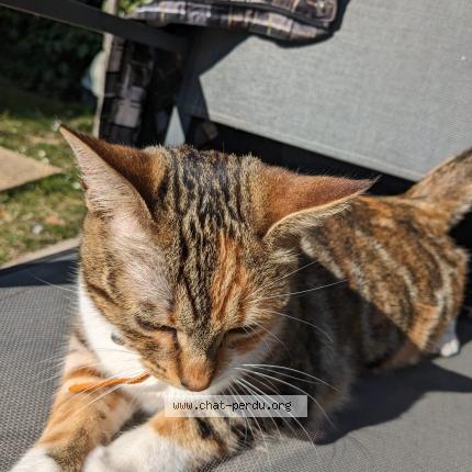 Photo 1/1 Chat retrouvé Perdu à Pontoise
