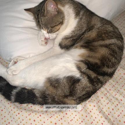 Photo de chat perdu à Jouy Le Moutier