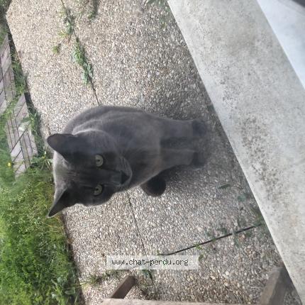 Photo 1/1 Chat retrouvé Trouvé à Tours