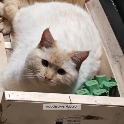 Photo 1/1 Chat retrouvé Perdu à Saint Renan