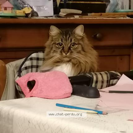 Photo de chat perdu à Argentre Du Plessis