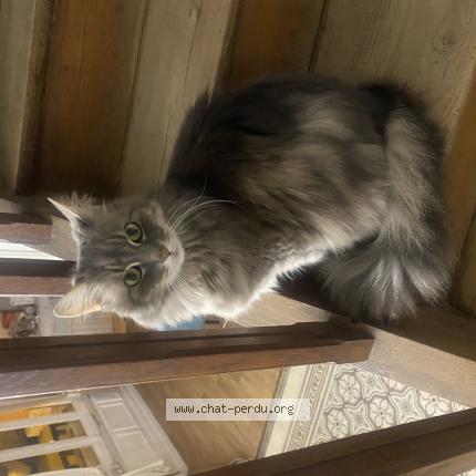 Photo de chat perdu à Arras