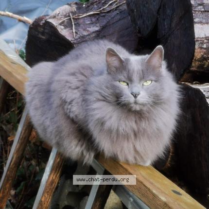Photo 1/1 Chat retrouvé Perdu à Brest