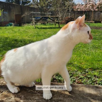 Photo de chat perdu à Metz