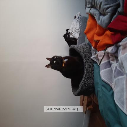 Photo 1/1 Chat retrouvé Perdu à Nantes