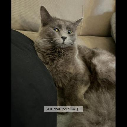 Photo de chat perdu à Le Cannet
