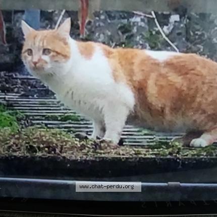 Photo 1/1 Chat retrouvé Perdu à Orleans